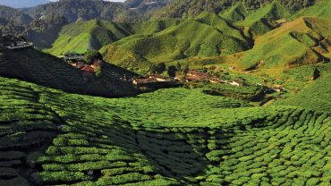 Tea Plantation, Cameron Highlands Malaysia