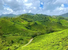 Cameron Highlands