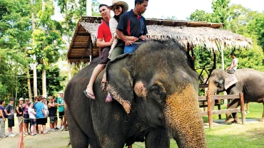 Elephant Riding Experience: "Thrilled guests savoring a memorable elephant ride, creating unforgettable memories at Elephant Sanctuary Kuala Gandah."