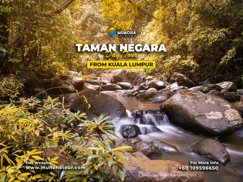 Scenic view of Taman Negara’s lush rainforest canopy and river during a Taman Negara Day Tour